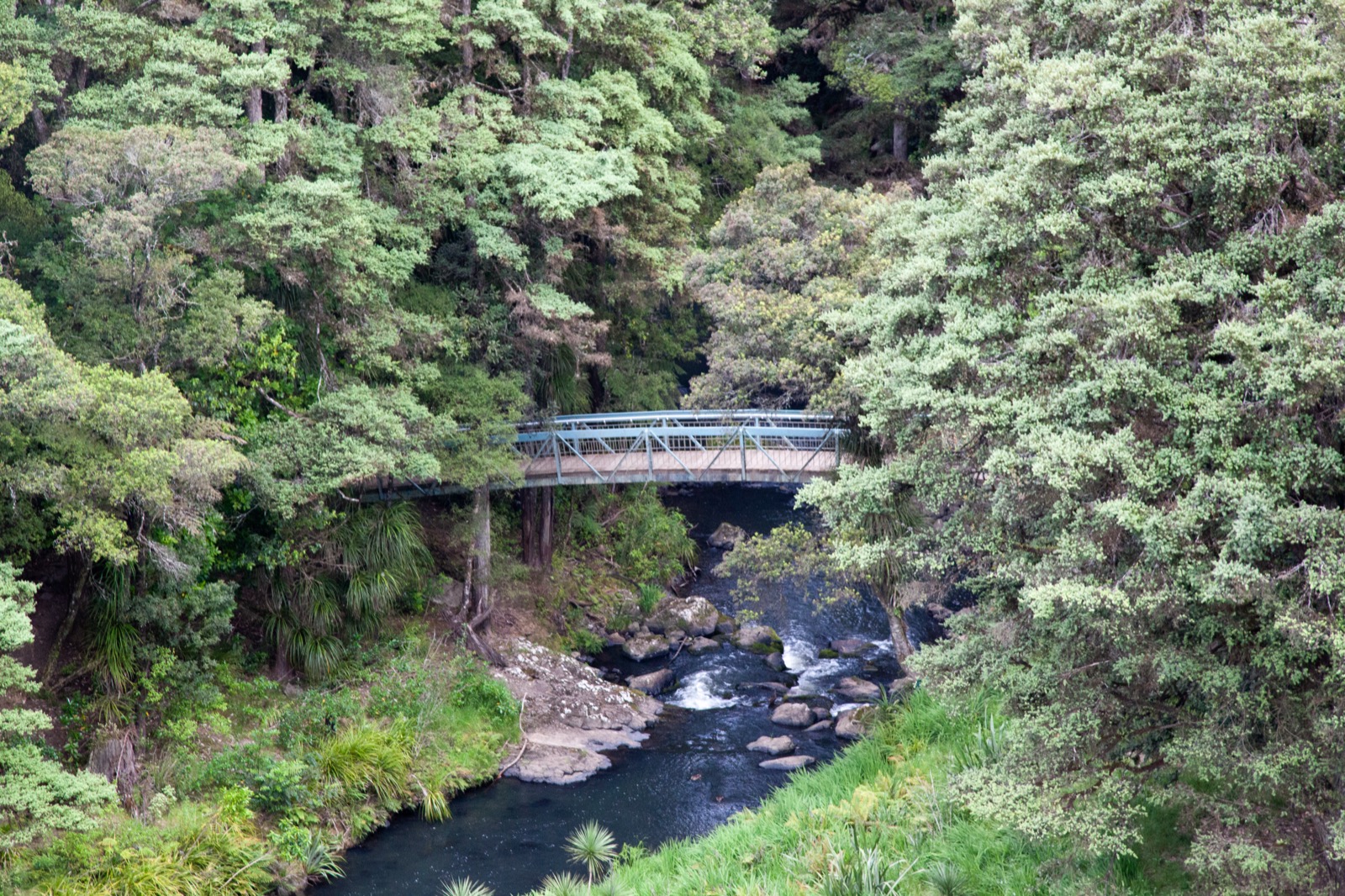 Whangarei Falls stream and footbridge in Northland native bush